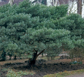 Сосна обыкновенная Ватерери (Pinus sylvestris Watereri)