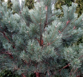 Сосна обыкновенная Ватерери (Pinus sylvestris Watereri)