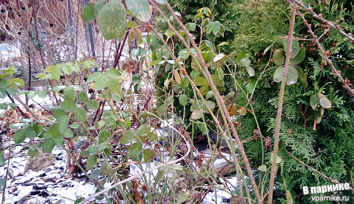 Вот так роза центрифолия уходит в зиму с листьями, фото сделано 26 декабря 2019г: