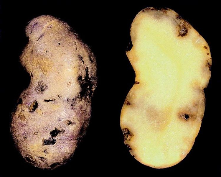 Картофельная нематода