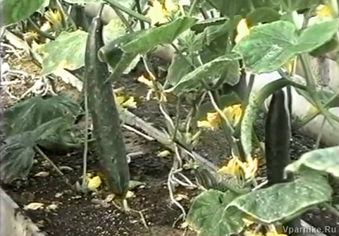 Выращивание огурцов по методу Миттлайдера. Видео 11 | Vparnike.ru