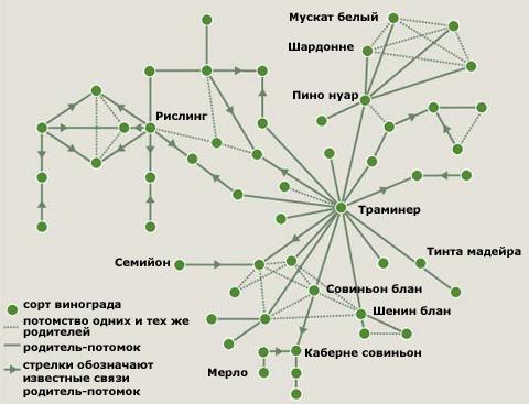Виноградари даже не представляют, сколько пересечений существует в классификации их «подопечных». Одни и те же сорта использовались по нескольку раз. Так, тысячелетний сорт траминер (Traminer) имеет 20 близких родственников (иллюстрация PNAS).