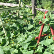 Переносные шпалеры для сада и огорода