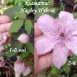  как выглядел цветок клематиса Хегли Хайбрид (clematis Hagley Hybrid) в первый год жизни и на второй год