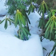 Rhododendron рододендрон в снегу