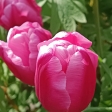 Tulipa Jumbo Pink Тюльпан Джамбо Пинк Фото из подмосковного сада