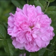 Неукрывная роза от Дэвида Остина - Mrs Doreen Pike