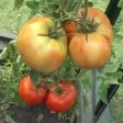 Как сеют семена крупноплодных томатов