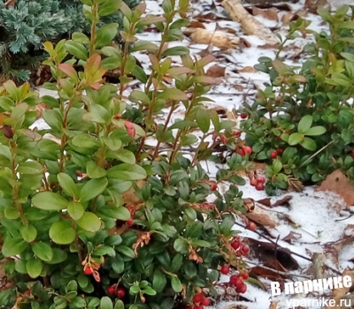 Маринад из брусники на зиму рецепт