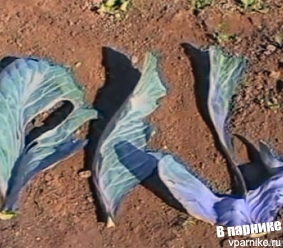 Недостаток молибдена также сказывается на листьях капусты – от этого листья становятся синего цвета