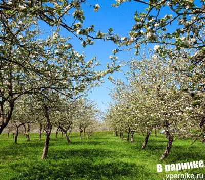 Формирование кроны и обрезка плодовых деревьев