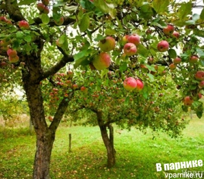 Яблоня. Что делать, если дерево слишком заглублено?