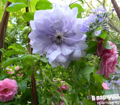 Клематис Рефлекшенс (clematis Reflections)