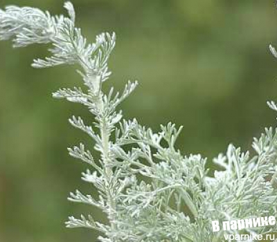 Серебро сада: травянистые растения с серебристой листвой для средней полосы