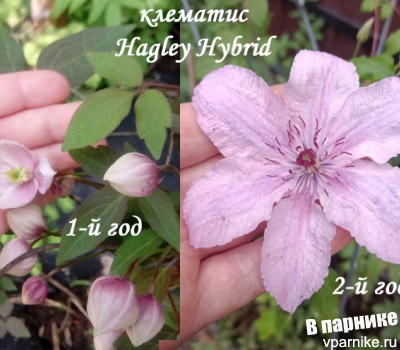  как выглядел цветок клематиса Хегли Хайбрид (clematis Hagley Hybrid) в первый год жизни и на второй год