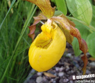 Венерин башмачок Cypripedium от всходов до цветка