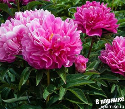 Самые поздние сорта пионов