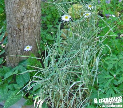 Двукисточник (фалярис, канареечник) тростниковый – Phalaroides (Phalaris) arundinacea