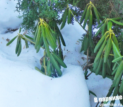 Rhododendron рододендрон в снегу