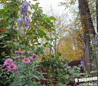 аконит aconitum carmichaelii