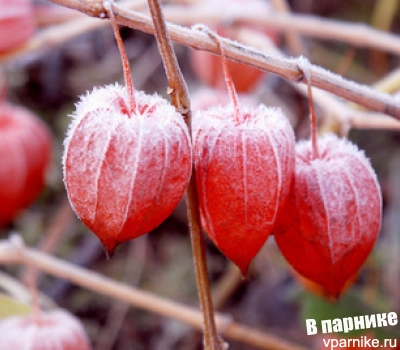 Календарь работ садовода. Ноябрь