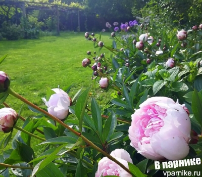 Пион не цветет: 3 причины