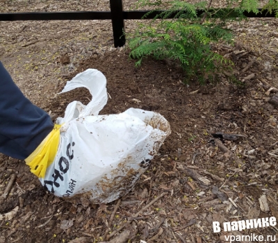 Одеваю пакет на ногу, чтобы притоптать посаженное растение