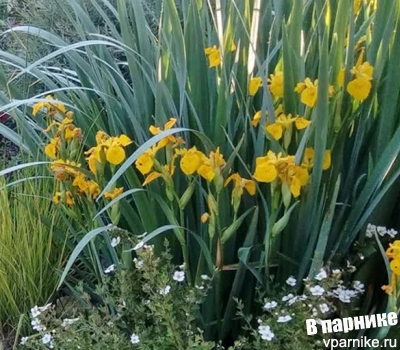 Расходы подмосковного садовода 2019: налог на землю, тариф на электричество, взносы в СНТ