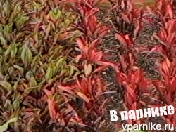 Признаки недостаточности минерального питания урастений