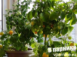 Выращиваем помидоры на окне или балконе