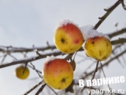 декабрь, сад, яблоня