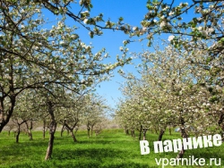 Формирование кроны и обрезка плодовых деревьев