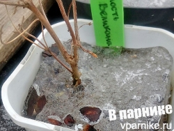Передержка растений в прокопанных горшках. Моя ошибка