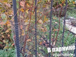 коломикта актинидия в Подмосковном саду