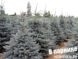 Такие разные и похожие пунгенсы: 5 сортов ели колючей