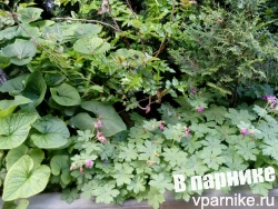 3 почвокровных растения для тени, которые легко размножить