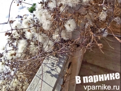 Зимние "цветы" княжика и виноградолистного клематиса. Фото подмосковного сада