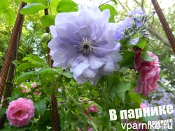 Клематис Рефлекшенс (clematis Reflections)