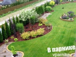 туя западная живая изгородь