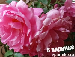 Пересадка розы, голый корень