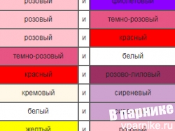 Цветовые сочетания роз и многолетников в саду