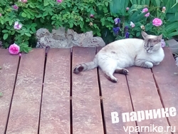 Люди в СНТ не хотят платить за блага цивилизации, но хотят контролировать соседей