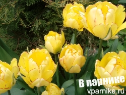 Тюльпан Акебоно. красная окантовка желтых лепестков