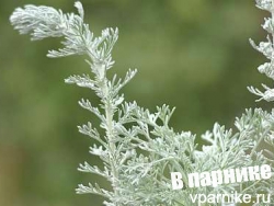 Серебро сада: травянистые растения с серебристой листвой для средней полосы