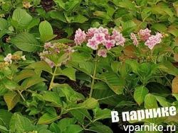 Повторноцветущая крупнолистная гортензия Star Gazer