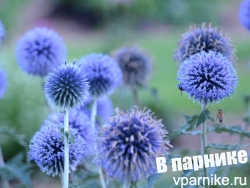 Выращиваем мордовник банатский Blue Glow из семян