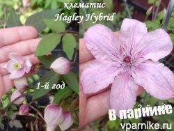  как выглядел цветок клематиса Хегли Хайбрид (clematis Hagley Hybrid) в первый год жизни и на второй год