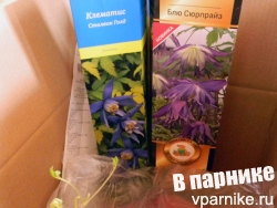 Клематисы в коробках, передержка до посадки в сад
