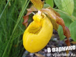 Венерин башмачок Cypripedium от всходов до цветка