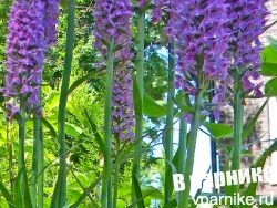 Пальчатокоренник пятнистый или яртышник (Dactylorhiza)
